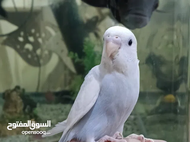 طير حب مخلف أليف يصعد عالايد تبزير عراقي شرط صحه ونظافه السعر 15 رقمي بالوصف متواجد واتساب