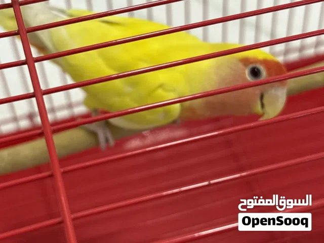 طير لللبيع