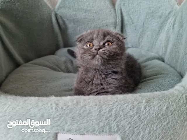 Scottish fold سكوتش فولد