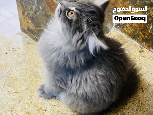 قط برتش لعوب و لطيف النوع نثيهَ