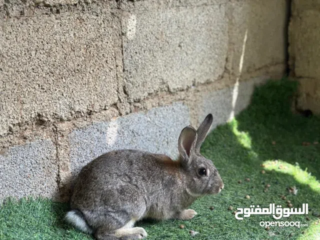 أرانب عمانيات