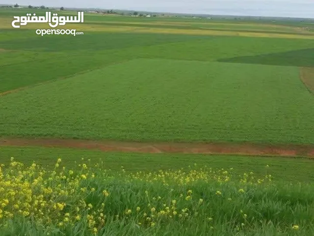 Studio Farms for Sale in Tripoli Abu Saleem