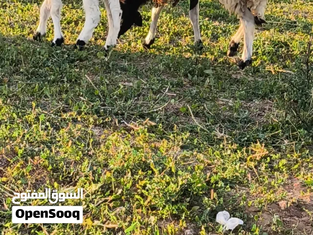 نعجه والدة الله يبارك علاها صحيحة وحليبها مشاء الله سليمة من اي عيب