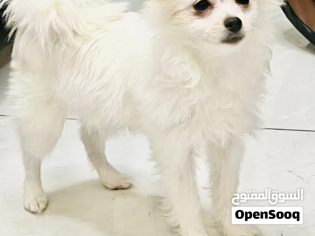 Pomeranian Female 13 Months Fully Vaccinated