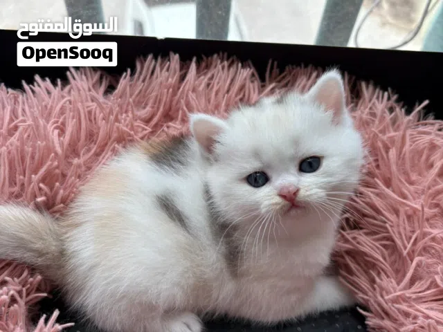 قطط سكوتش بيور شورت هير