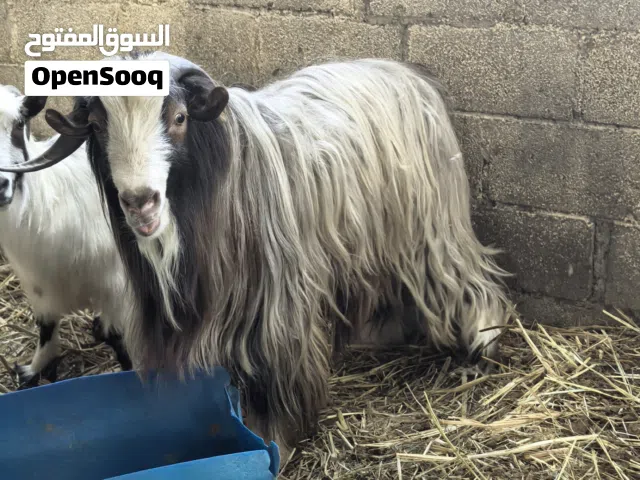 للبيع تيس عماني