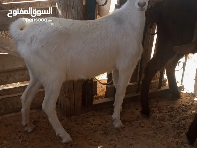 عناق سانين سلاله حليب