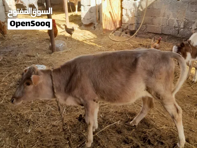 ابقار ثلاث للبيع