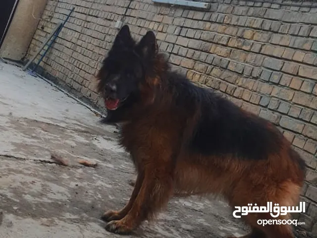 جيرمن شيبرد