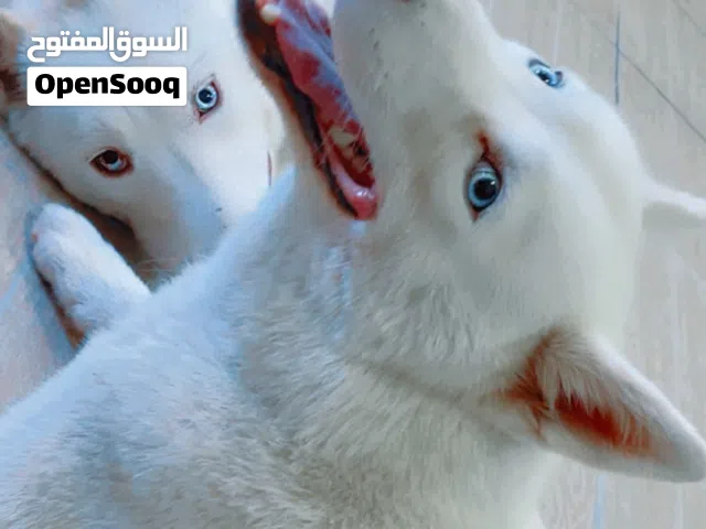 هاسكي سامويد // dhusky samwed