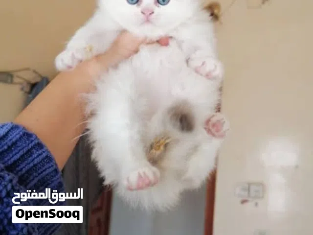 قطط شيرازي وراغدول