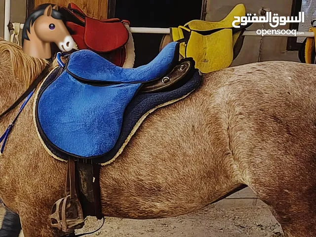 سرج مع كامل اغراضه