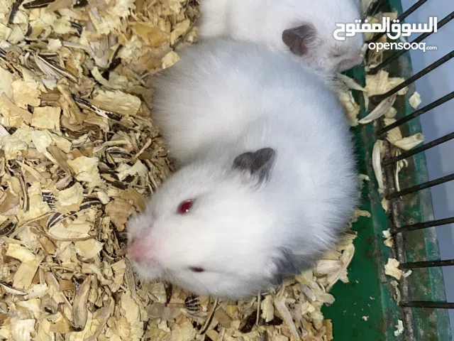 هامستر الوان جميلة جداً الحبة ب ثلث دنانير