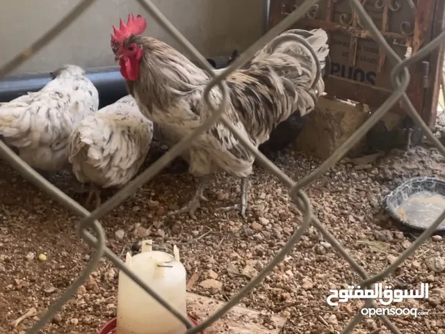 متاح بيض مخصب من السلالات التالية : سايكس بورسلان و سايكس ابيض و استرلوب سبلاش و قريبا امريكانو.