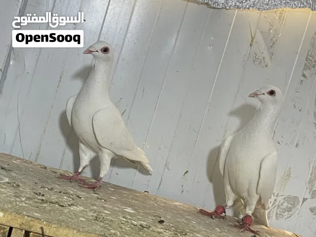 متاح جوز حمام