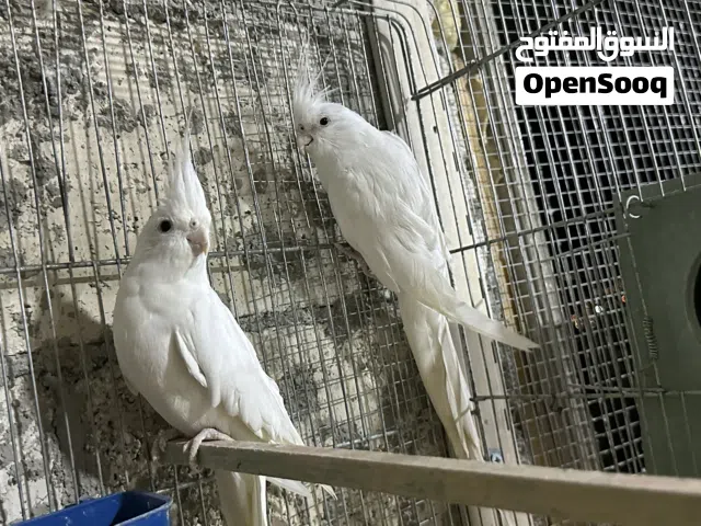 ثلاث جواز كوكتيل البينو شغالات