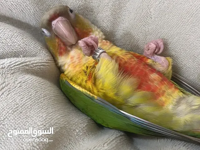 زوج كنيور مزاويج