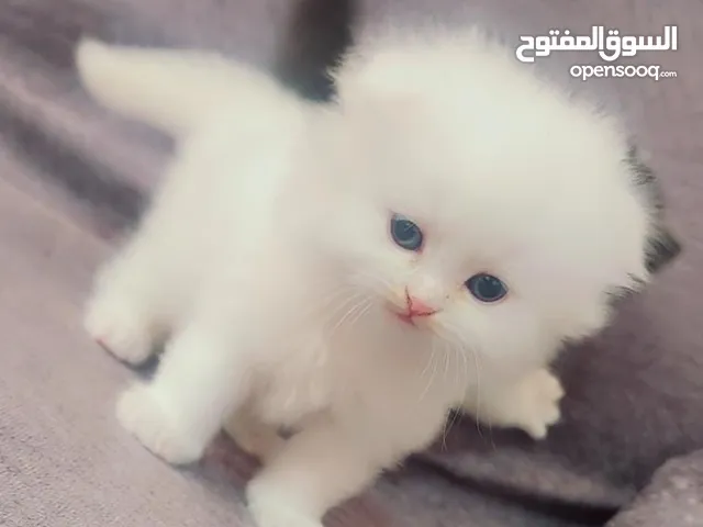 قطط اناث وذكور