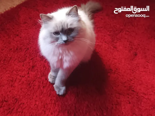 بسه لتبني هملايا