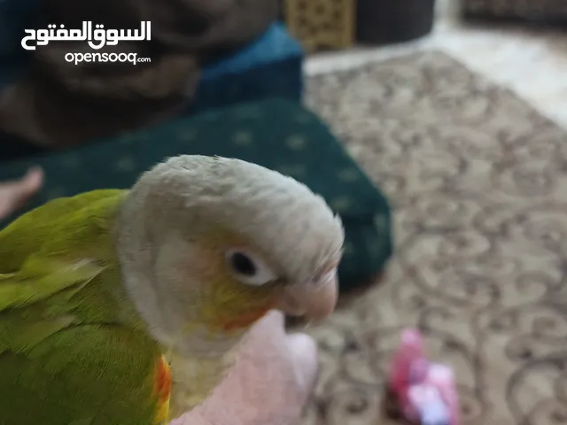 ببغاء الاناناس