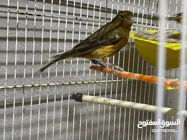 جواز كنار منتجه
