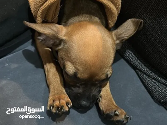 جرو شيواوا للبيع انثى 6 اشهر chihuahua puppy female 6 month old