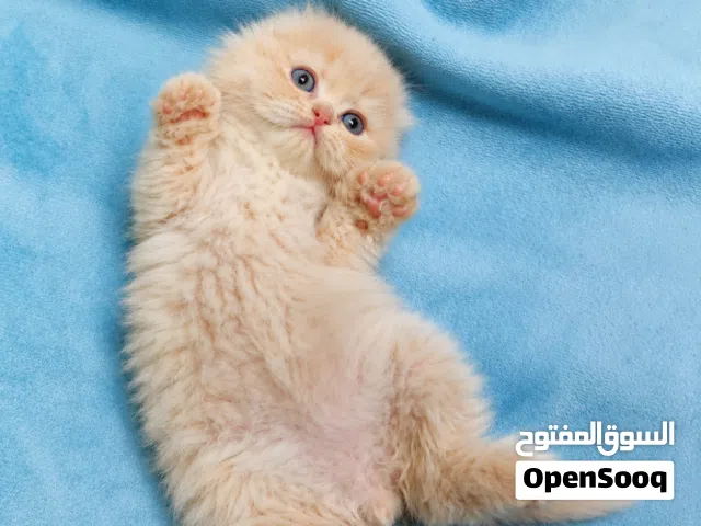 تبارك الرحمان شوفولي المستوى سكوتش فولد لون نادر توب نضافه بسعر مناسب جدا الله يبارك لصاحب النصيب.