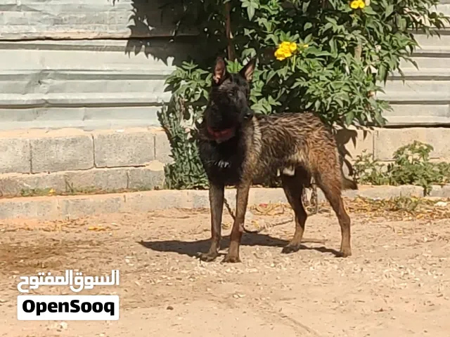 فحل مالينو للبيع مواصفات ديل و ودان قصار تغنيجه ربي يبارك وع الواقع اجمل