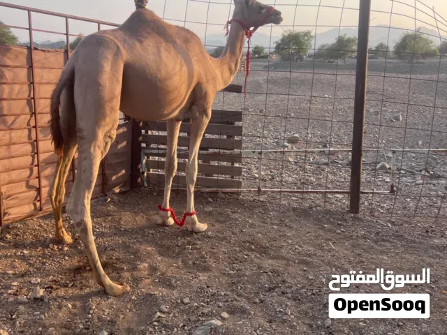 بكره فطيم تصفر حجه للبيع