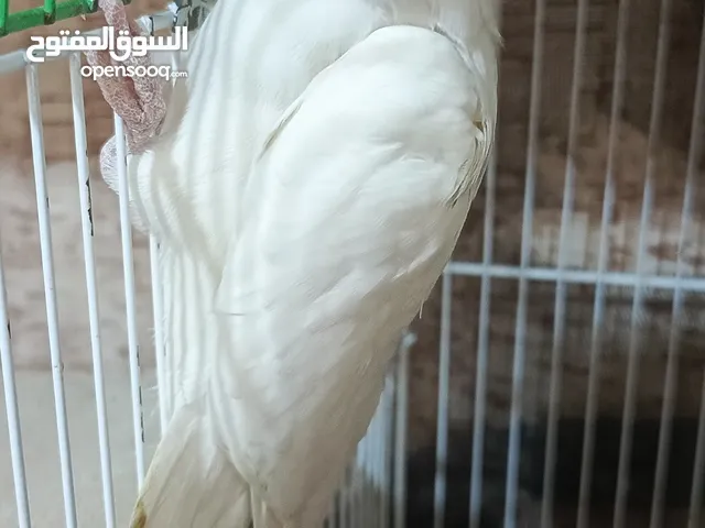 جوز كوكتيل البينو وايت فيس