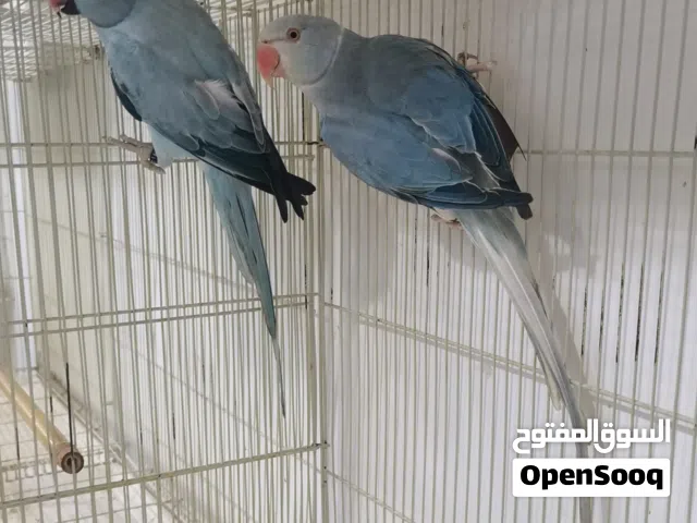 زوج متوه كلير تير الأزرق ذكر نثيه اوبلاين