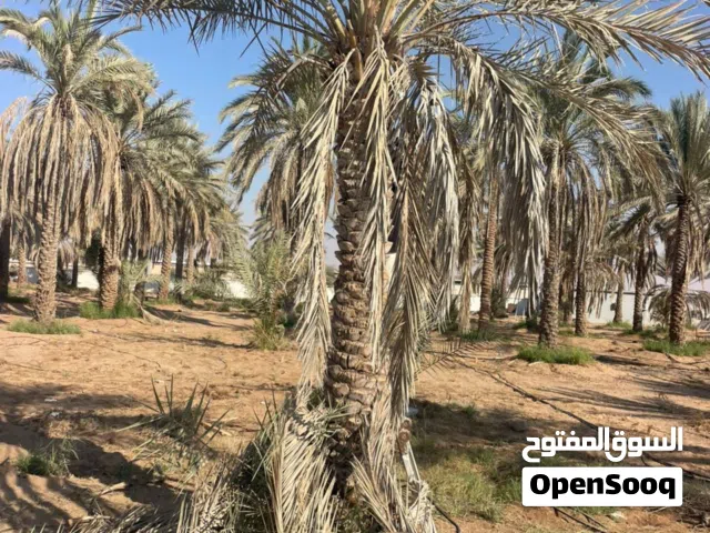 نخيل للبيع في الفجيرة
