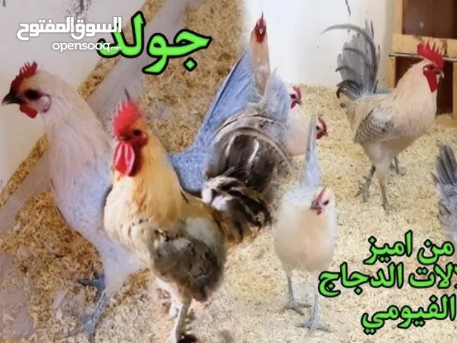 ديك فيومي سلفر