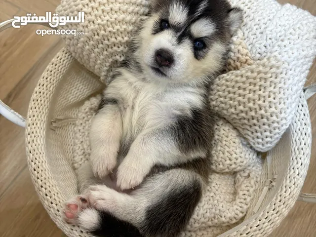 Huskies 4 weeks old هاسكي أربع أسابيع