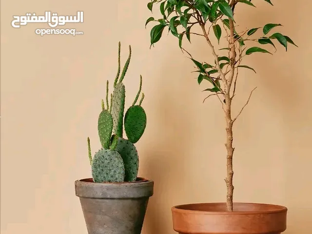 نوافير جميع خدمات الاحدائق ولاطروطيم