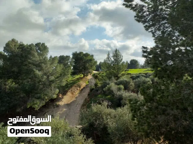 Farm Land for Sale in Irbid Al Hay Al Sharqy