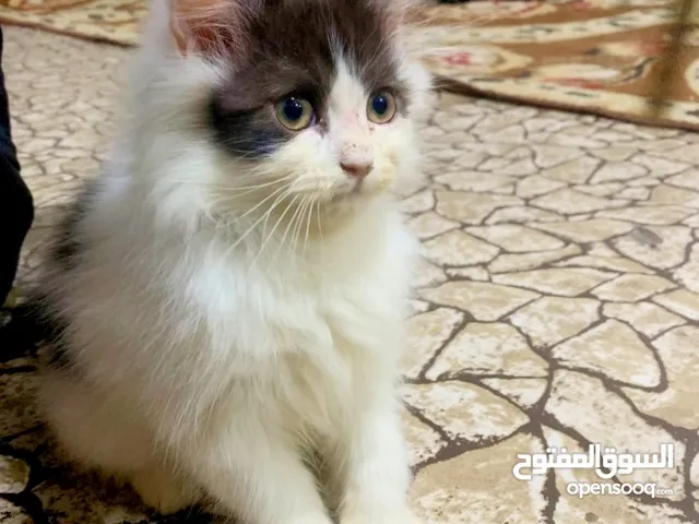 قطط شيرازي للبيع