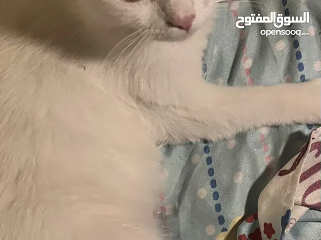 قطط للتبني