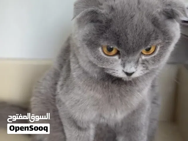 سكوتش فولد مون فيس رصاصيه