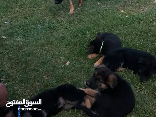 German Shepherd Puppies for Sale in Saudi Arabia