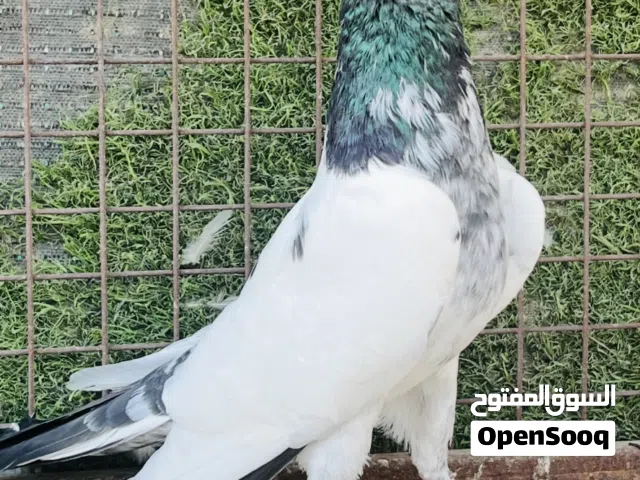 حمّام باكستاني