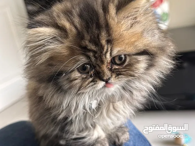 Persian long hair for sale 50 with delivery