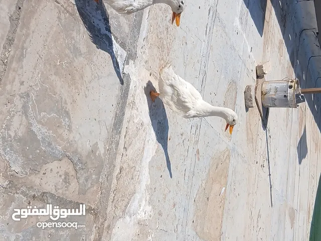 بطات للبيع مع المسبح مالتهن انثى وفحل العمر 3 اشهر