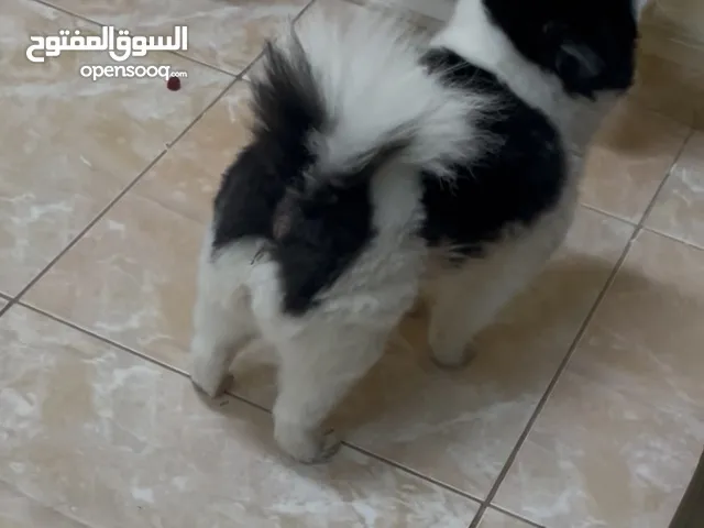 انثى بومارينيان