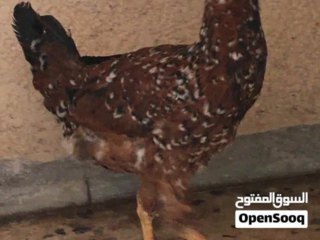 دجاجة للبيع مستعجل