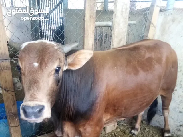 بيع عجل من المزرعة مباشرة