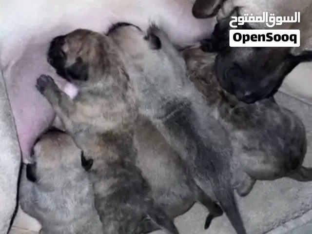 للبيع جراوة بريسا كناريو PRESA CANARIO بدقري FCI