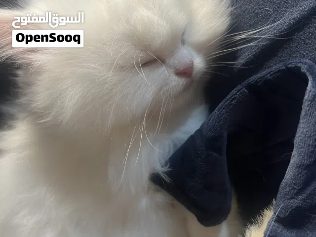 قطط سكوتش فولد مهجنه