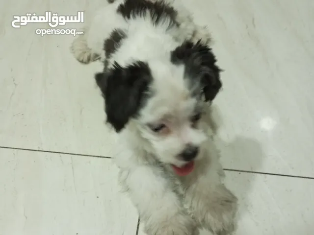 Sheepadoodle puppy pet for sale