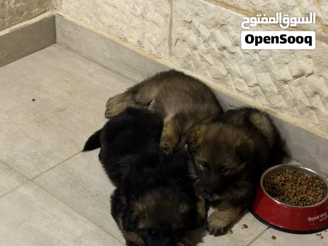 كلاب جيرمين للبيع العمر شهرين لونج هير